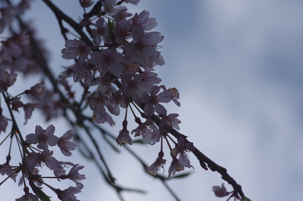 雨上がり一人でお花見