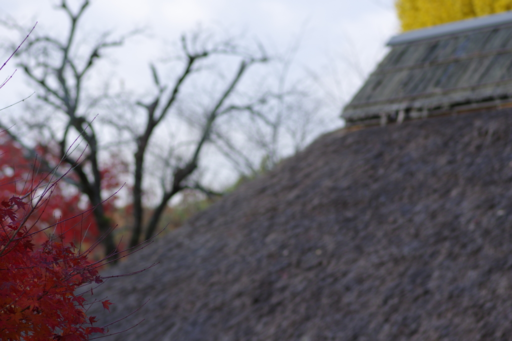 伊藤公記念公園の紅葉