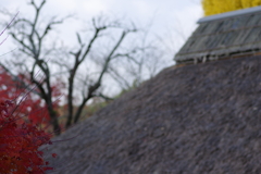 伊藤公記念公園の紅葉