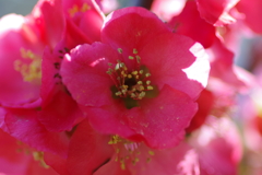 ひっそりと咲いていた木瓜の花