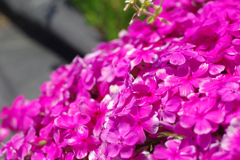 大道理の芝桜