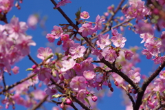 河津桜2020