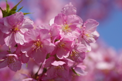 河津桜2021