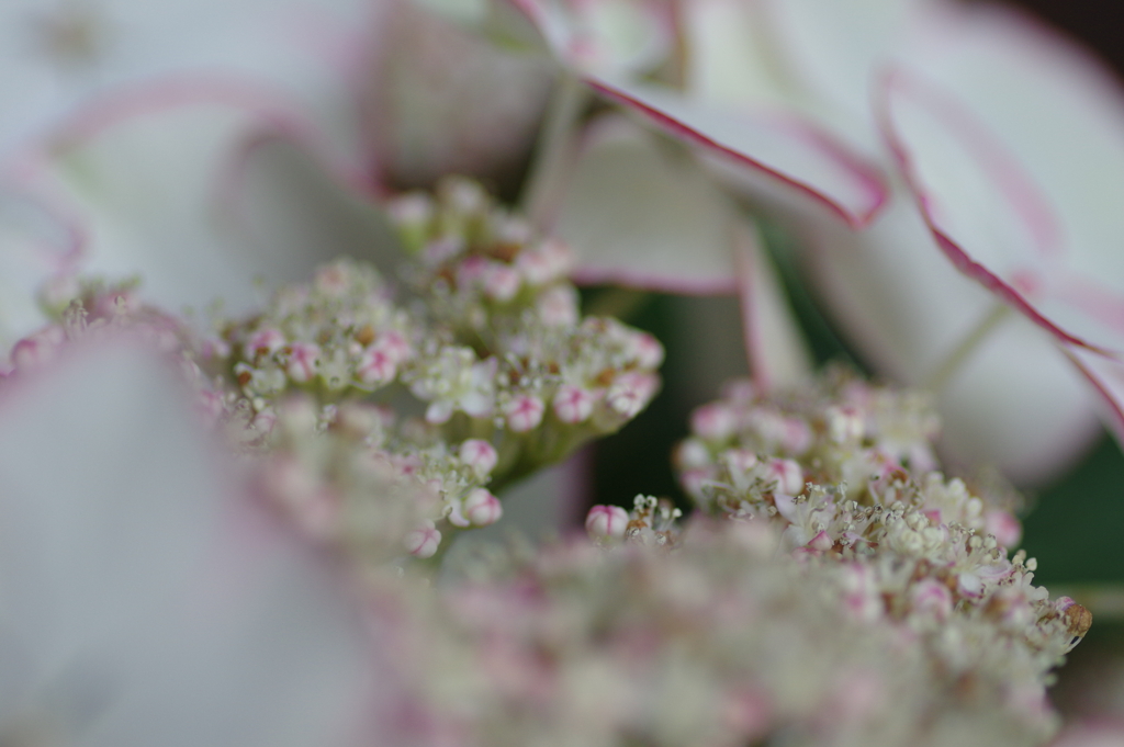 庭紫陽花