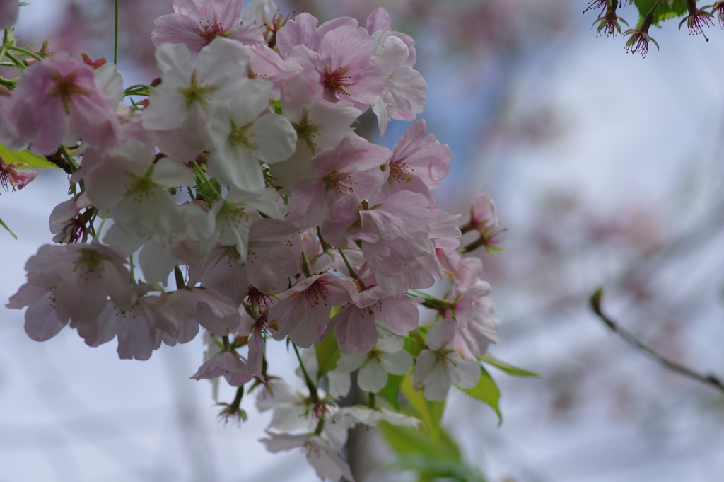 雨上がり一人でお花見