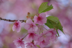 遅咲き河津桜