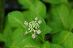 梅雨入りと紫陽花