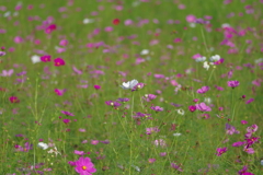 秋桜