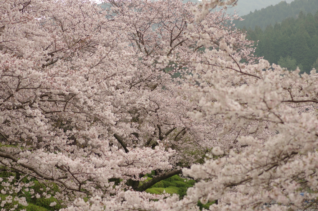 雨上がりお花見2021