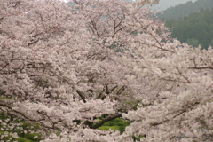 雨上がりお花見2021