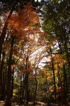 紅葉狩り