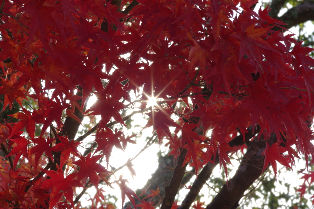 伊藤公記念公園の紅葉