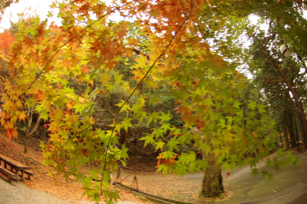 紅葉狩り２０２１