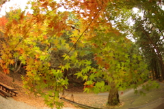 紅葉狩り２０２１