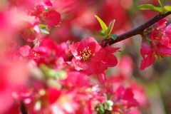 ひっそりと咲いていた木瓜の花