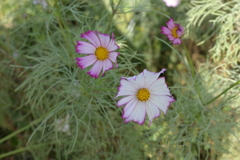 親子で秋桜撮影
