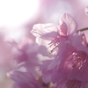 河津桜2021