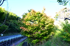 スポーツ公園内でウォーキング撮影