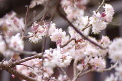 庭の桜