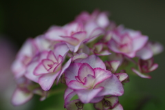 紫陽花始まりました