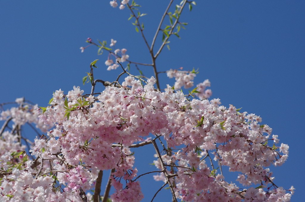 大道理の芝桜