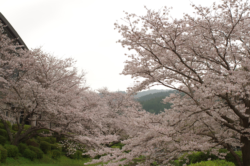 雨上がりお花見2021