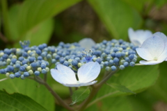一眼持ってあじさい園へ