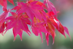 伊藤公記念公園の紅葉