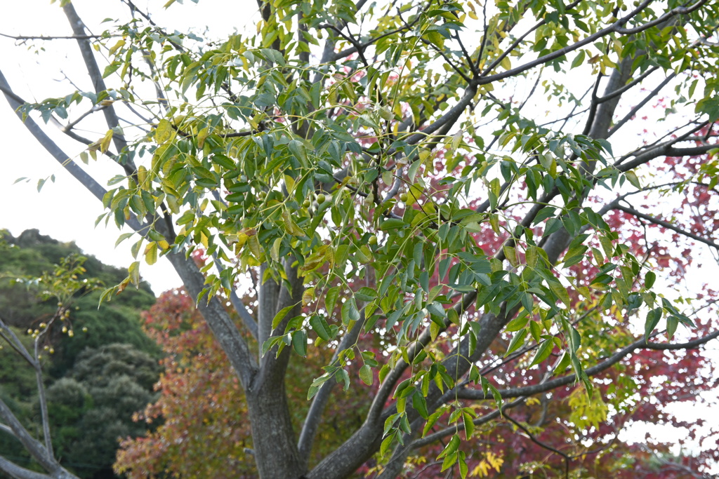 初めての一眼と紅葉W