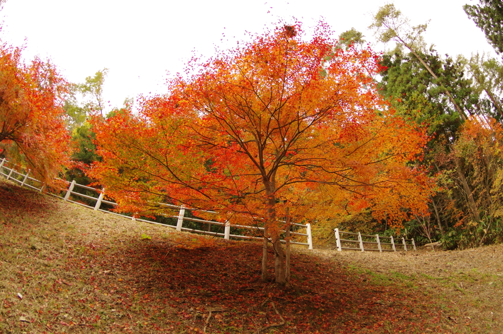紅葉狩り２０２１
