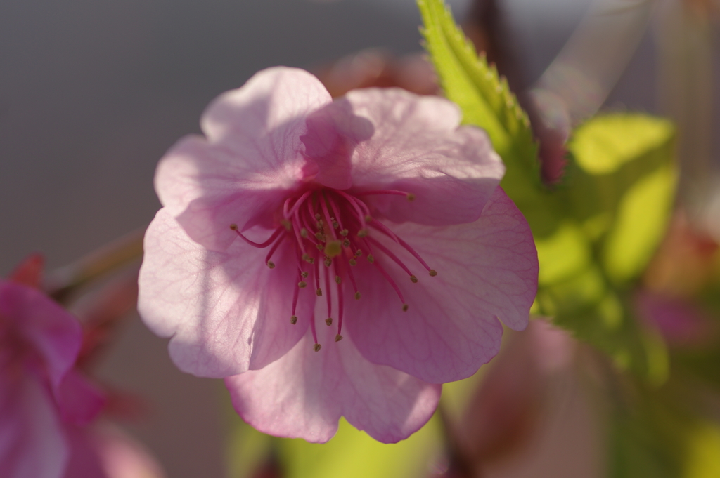 河津桜