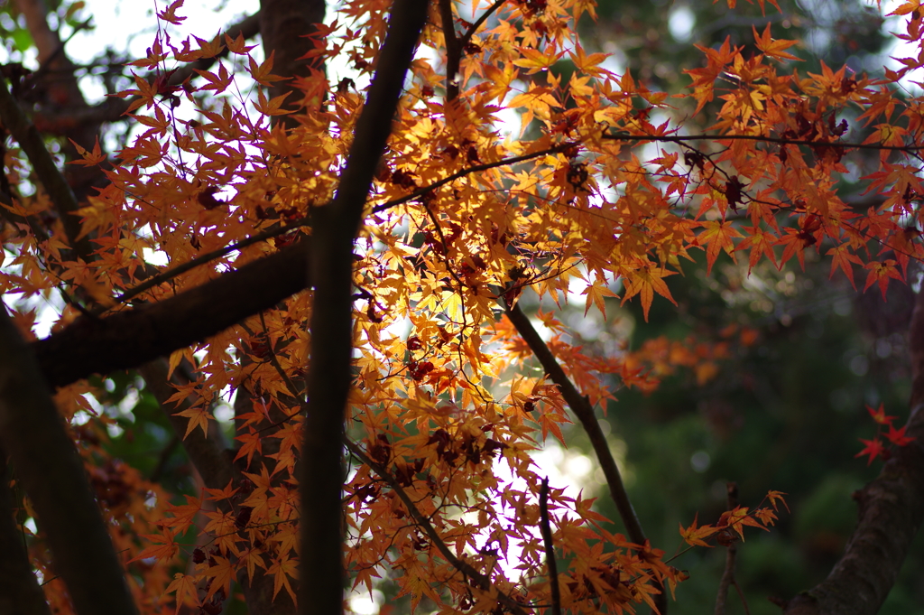 紅葉狩り