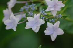 実家の紫陽花
