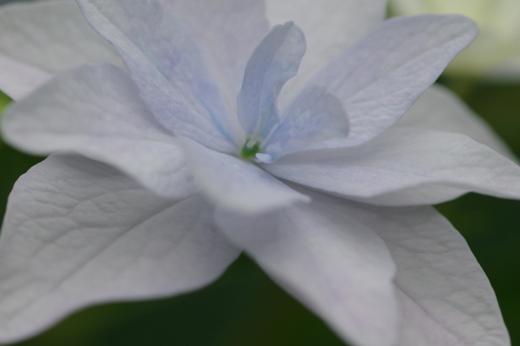 次々開花する紫陽花