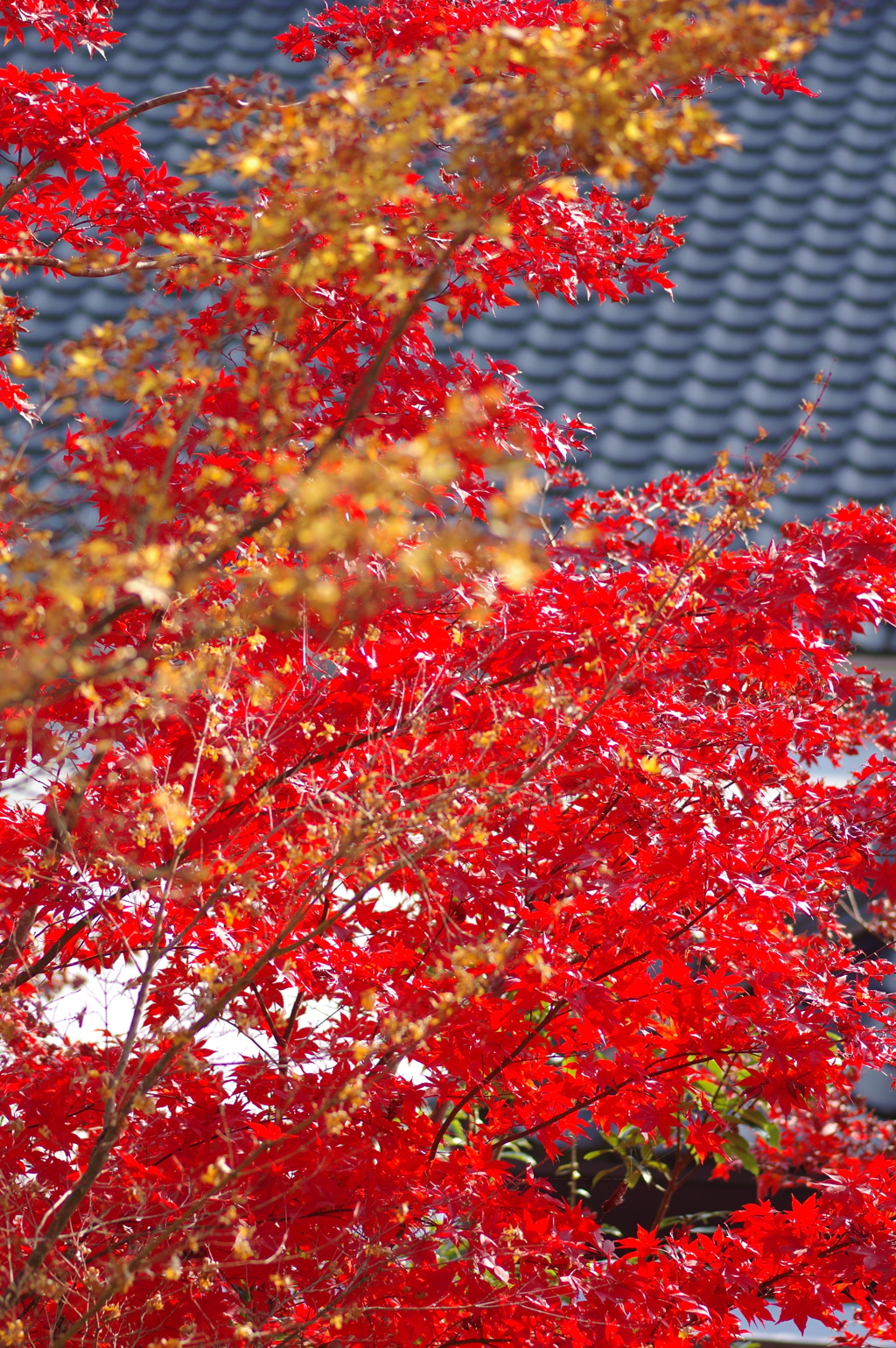 伊藤公記念公園の紅葉