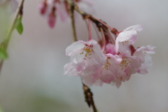 雨上がり一人でお花見