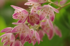 名も知らない花