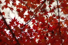 紅葉狩り２０２１