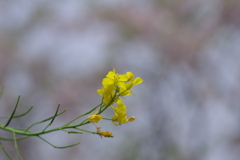 続花見は写真で