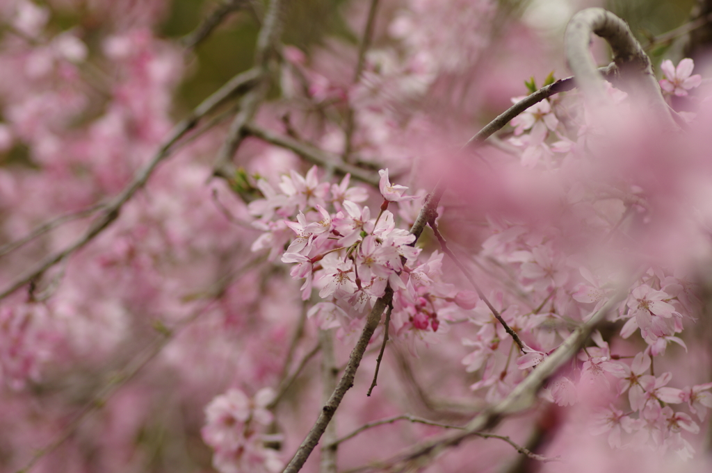 花見はカメラで