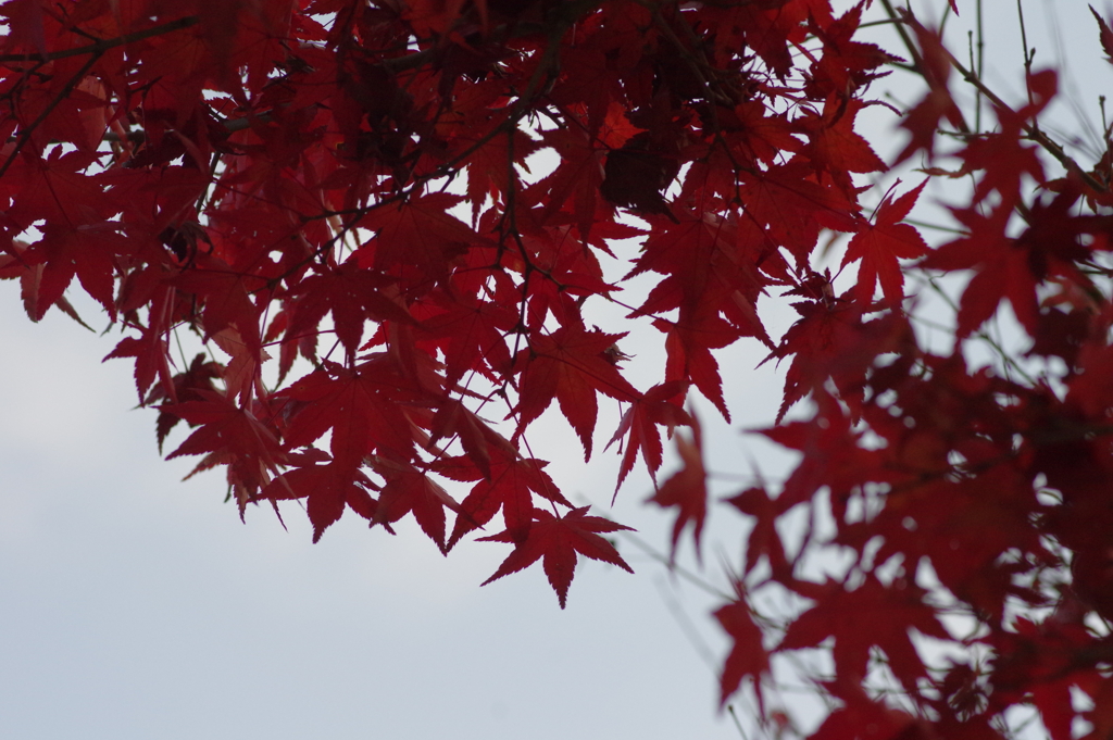 カメラ２台を抱えて紅葉終わり