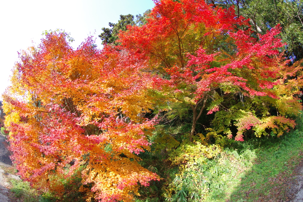 伊藤公記念公園の紅葉