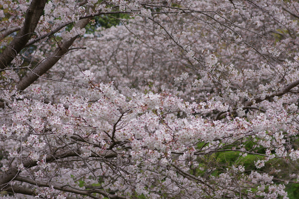 続花見は写真で