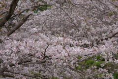 続花見は写真で
