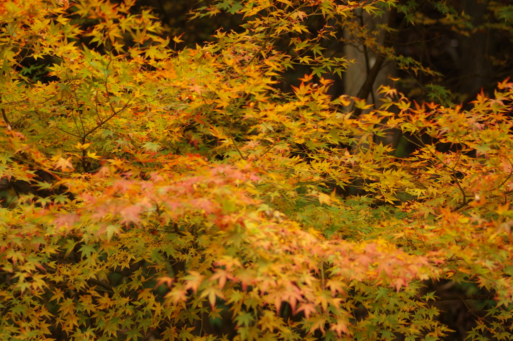 紅葉狩り２０２１