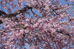 親子で花見散歩