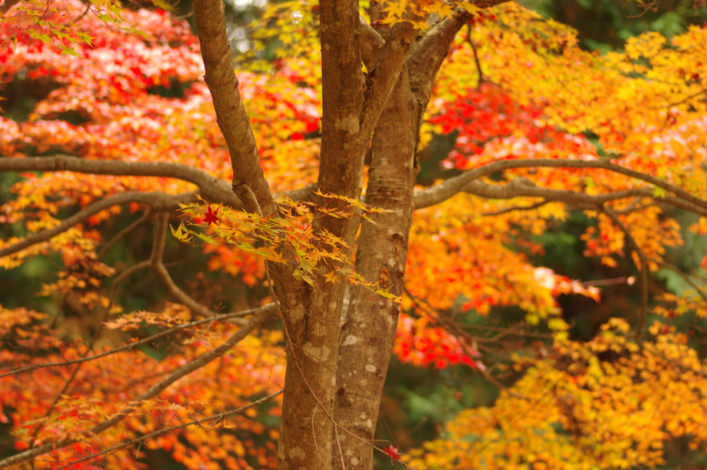 紅葉狩り２０２１