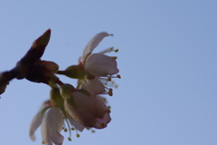 唐実桜