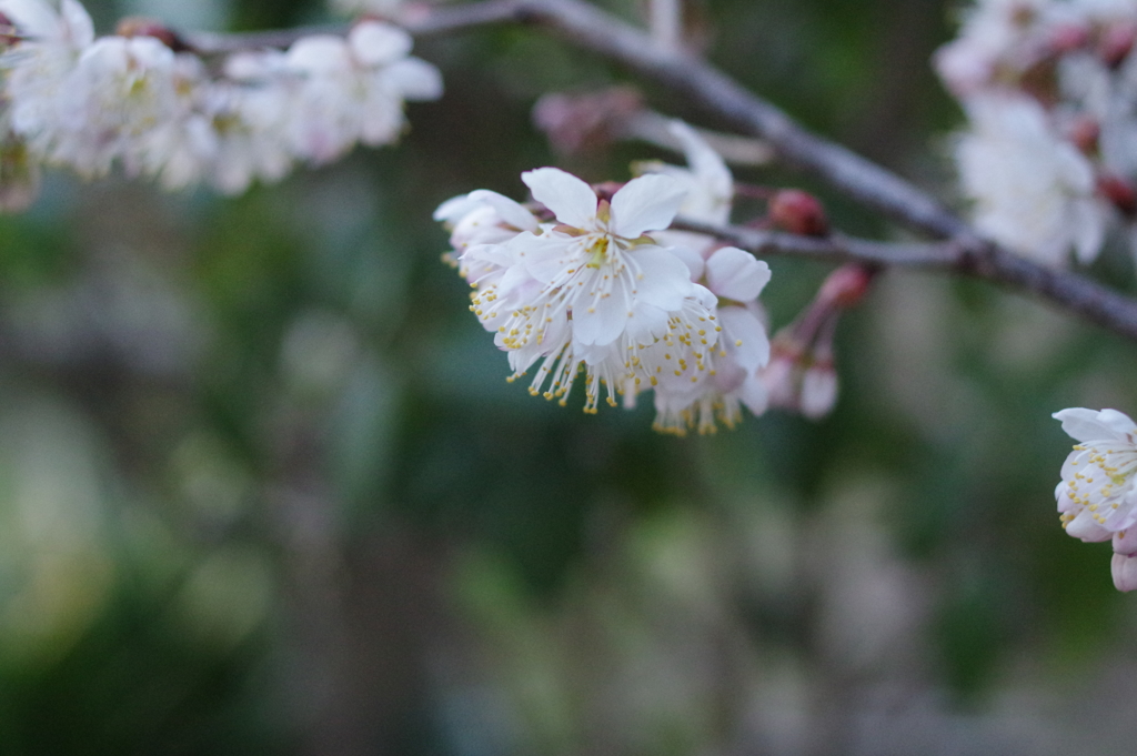 庭木背景の彼岸桜