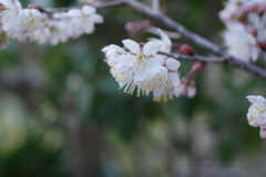 庭木背景の彼岸桜